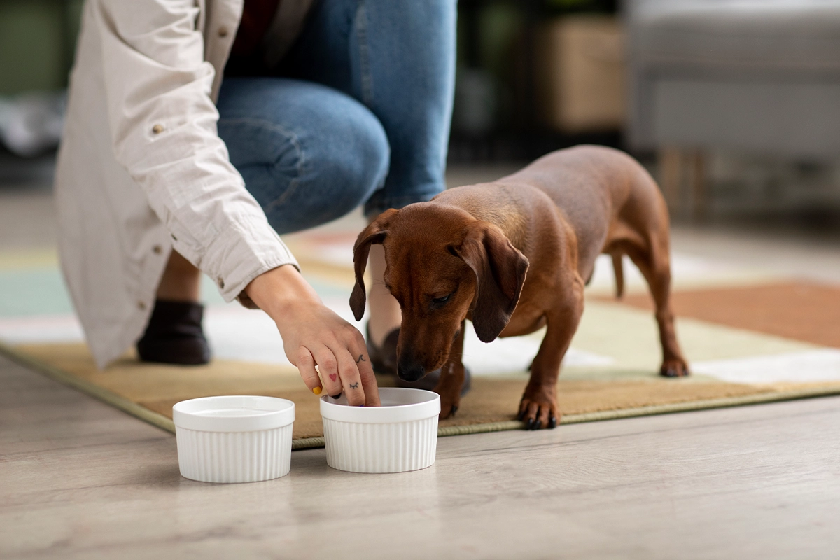 feeding-animals